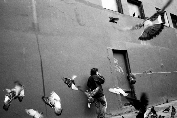 The_Tenderloin_Project_Pigeons